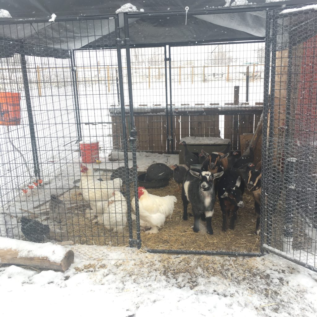 Goats and guineas in winter