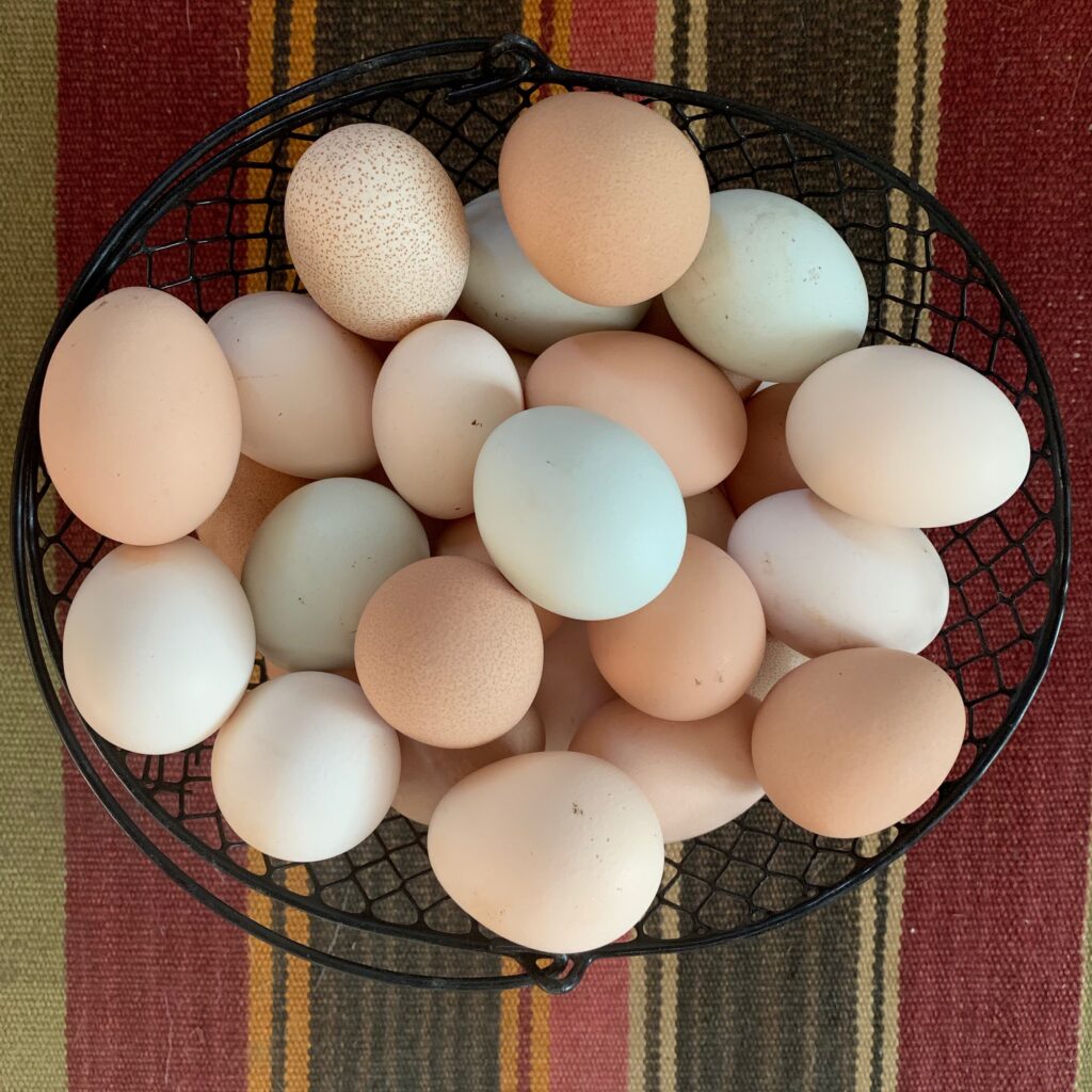 Chicken eggs