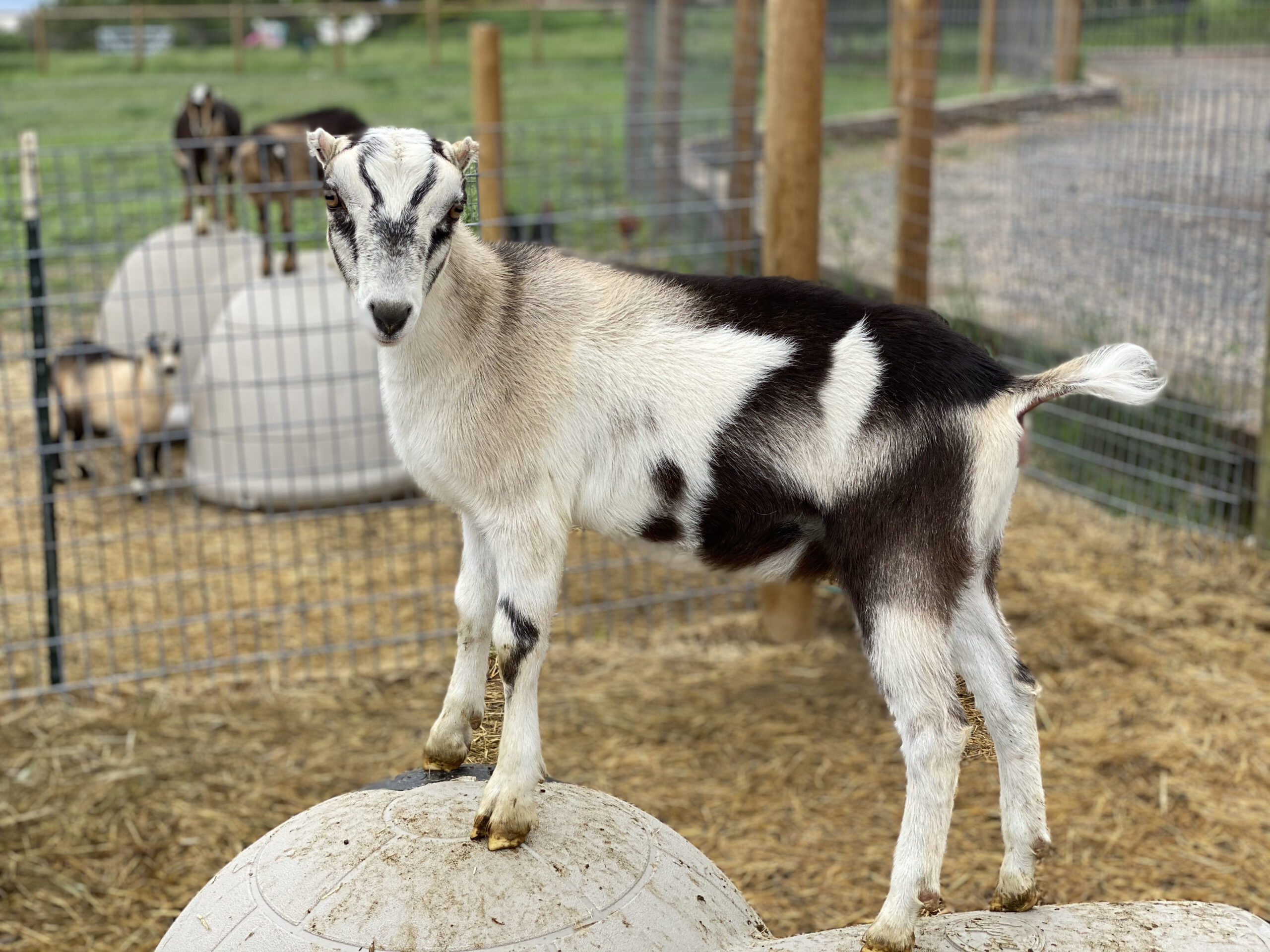Baby Mini Lamancha Goat